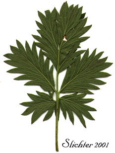 Lower leaf surface of Drummond's Cinquefoil: Potentilla drummondii ssp. drummondii (Synonym: Potentilla anomalofolia)