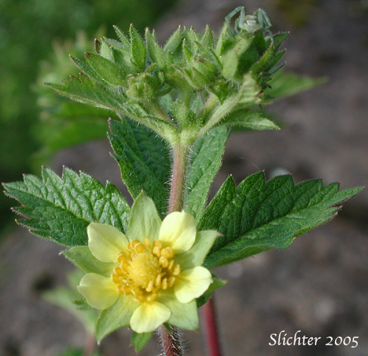 Close-up of the leafybracteate inflorescence of Greene's Drymocallis, Sticky Cinquefoil: Potentilla glandulosa ssp. glandulosa (Synonyms: Drymocallis glandulosa, Potentilla glandulosa ssp. typica, Potentilla glandulosa var. campanulata, Potentilla glandulosa var. glandulosa, Potentilla glandulosa var. incisa, Potentilla rhomboidea, Potentilla valida)