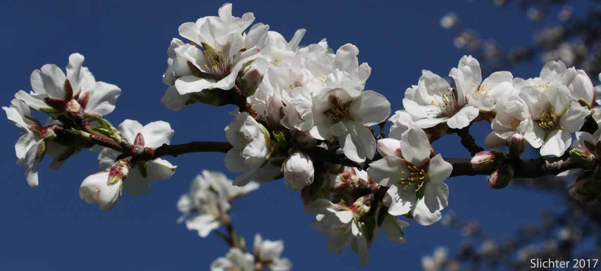Flowers of Sweet Almond: Prunus dulcis (Synonyms: Amygdalus communis, Amygdalus dulcis, Prunus amygdalus, Prunus communis, Prunus dulcis var. amara)