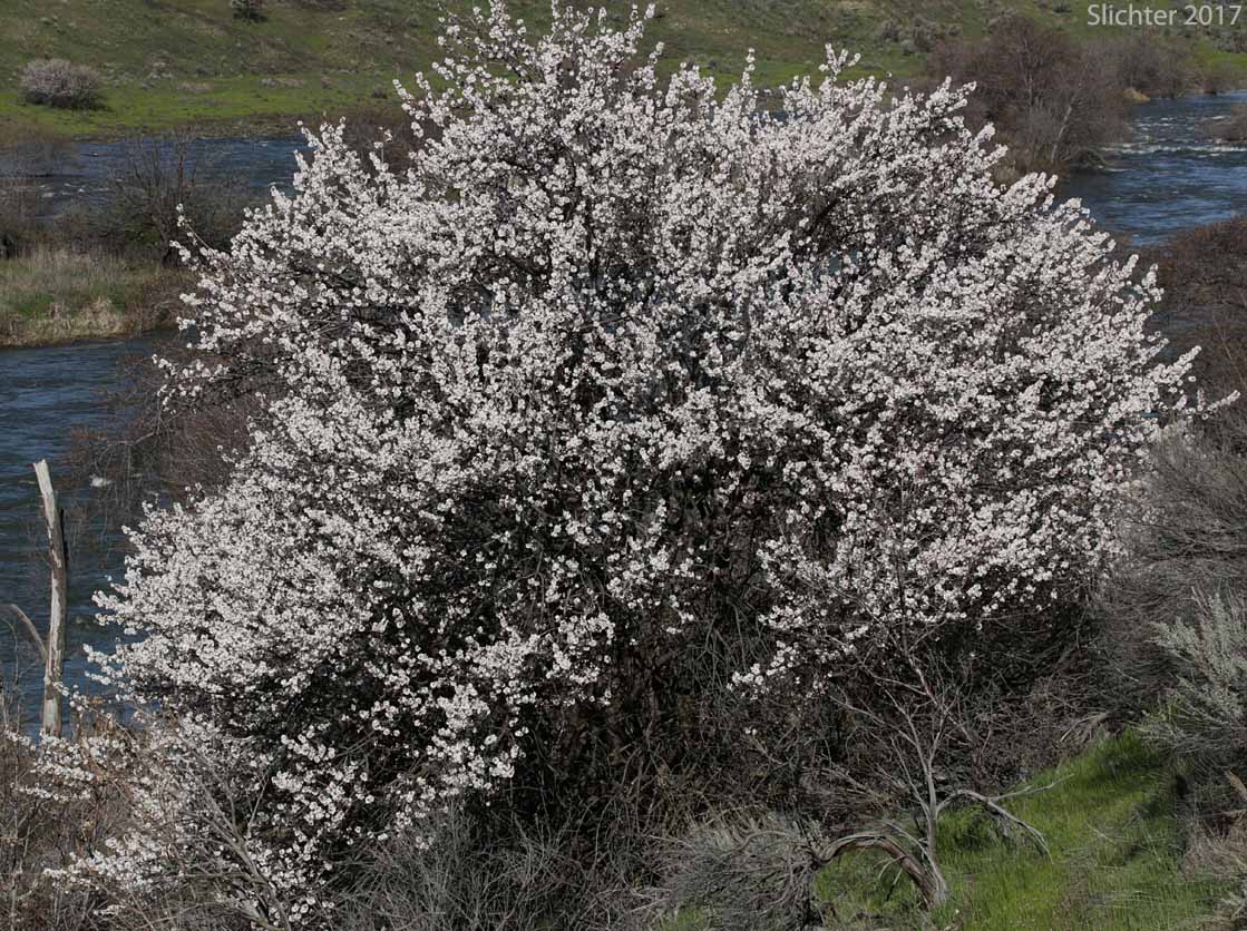Sweet Almond: Prunus dulcis (Synonyms: Amygdalus communis, Amygdalus dulcis, Prunus amygdalus, Prunus communis, Prunus dulcis var. amara)