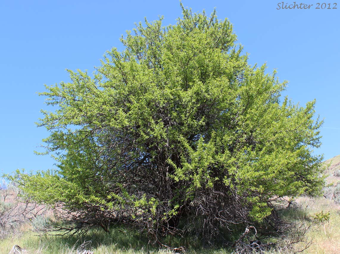 prunus dulcis