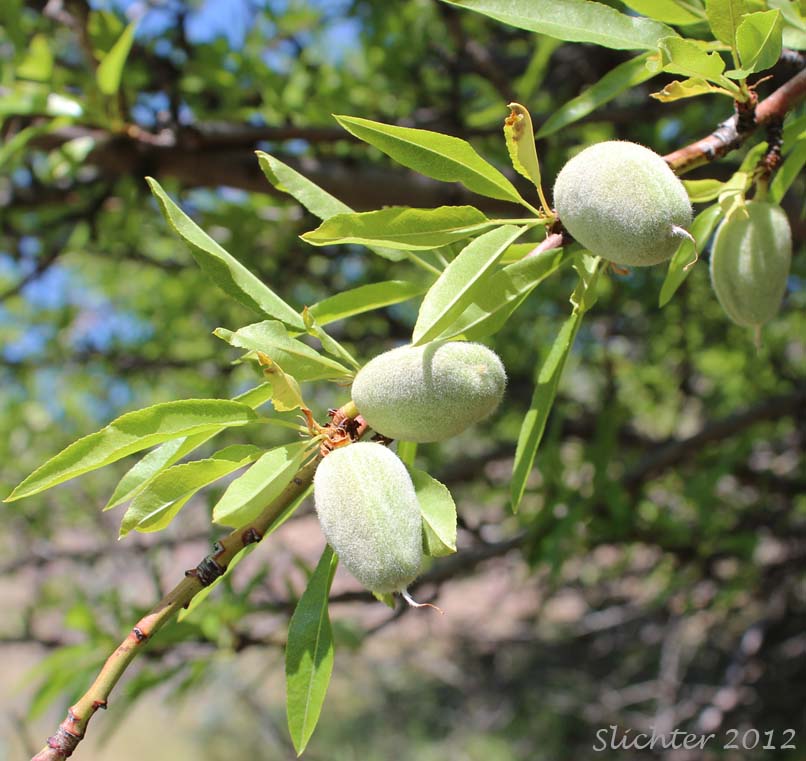 Leaves and developing fruits of Sweet Almond: Prunus dulcis (Synonyms: Amygdalus communis, Amygdalus dulcis, Prunus amygdalus, Prunus communis, Prunus dulcis var. amara)