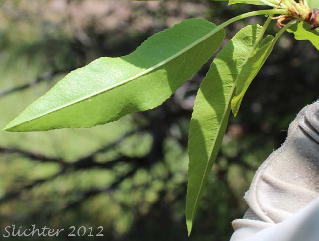 Ventral leaf surfaces of Sweet Almond: Prunus dulcis (Synonyms: Amygdalus communis, Amygdalus dulcis, Prunus amygdalus, Prunus communis, Prunus dulcis var. amara)