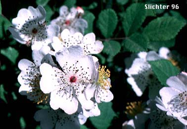 Sweetbrier: Rosa eglanteria (Synonym: Rosa rubiginosa)