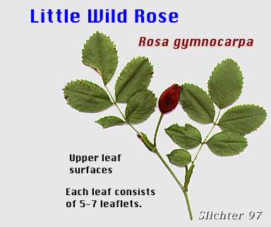 Baldhip Rose, Dwarf Rose, Little Wild Rose, Naked-hip Rose: Rosa gymnocarpa (Baldhip Rose, Dwarf Rose, Little Wild Rose, Naked-hip Rose: Rosa gymnocarpa (Synonyms: Rosa dasypoda, Rosa gymnocarpa var. gymnocarpa, Rosa prionota)
