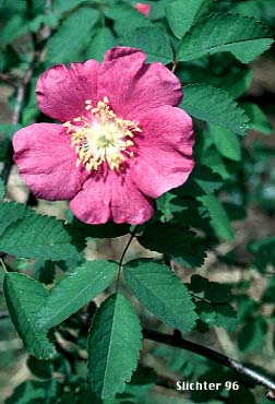 Bristly Nootka Rose, Nootka Rose: Rosa nutkana var. hispida (Synonym: Rosa spaldingii var. alta)