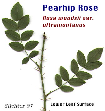 Pearhip Rose, Wood's Rose: Rosa woodsii var. ultramontana (Synonyms: Rosa covillei, Rosa macounii, Rosa woodsii, Rosa woodsii ssp. ultramontana)