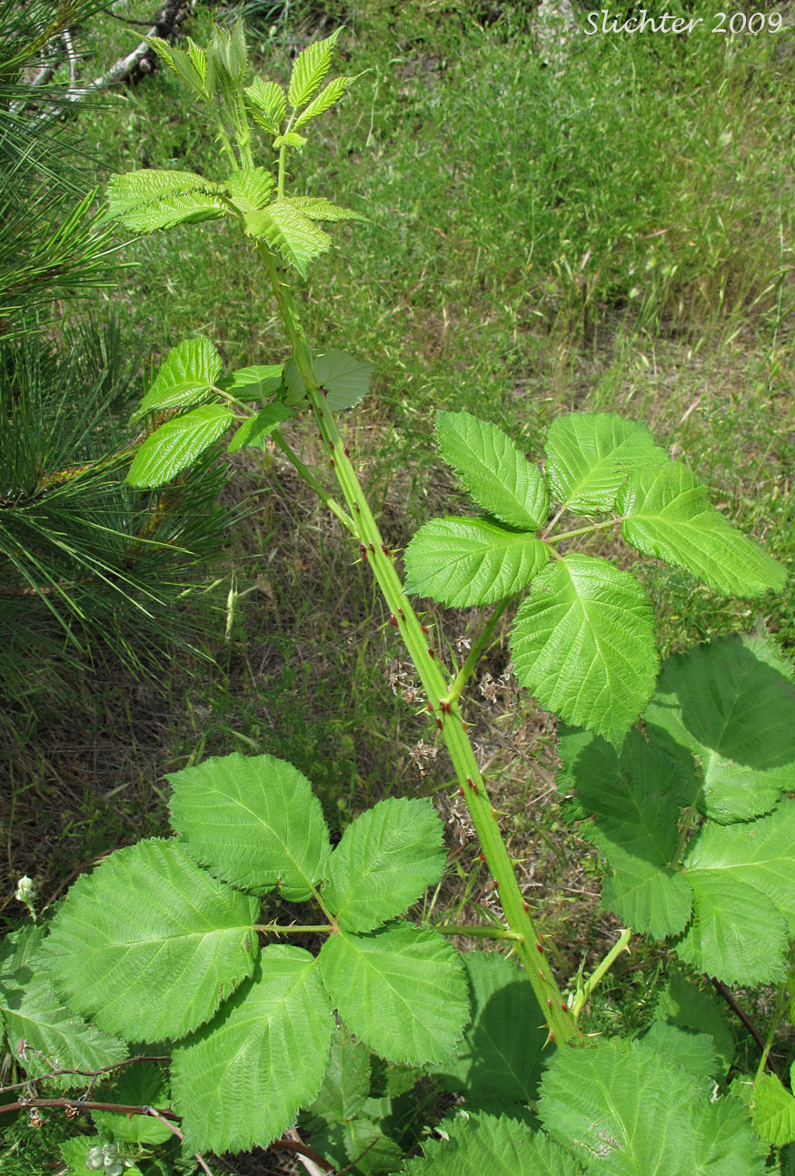 Himalayan Blackberry: Rubus bifrons (Synonyms: Rubus armeniacus, Rubus discolor, Rubus procerus, Rubus thrysanthus)