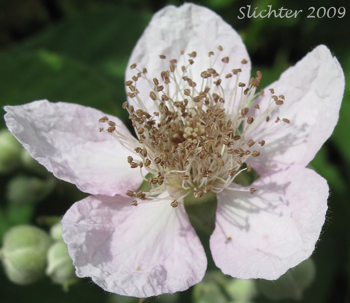 Flower of Himalayan Blackberry: Rubus bifrons (Synonyms: Rubus armeniacus, Rubus discolor, Rubus procerus, Rubus thrysanthus)