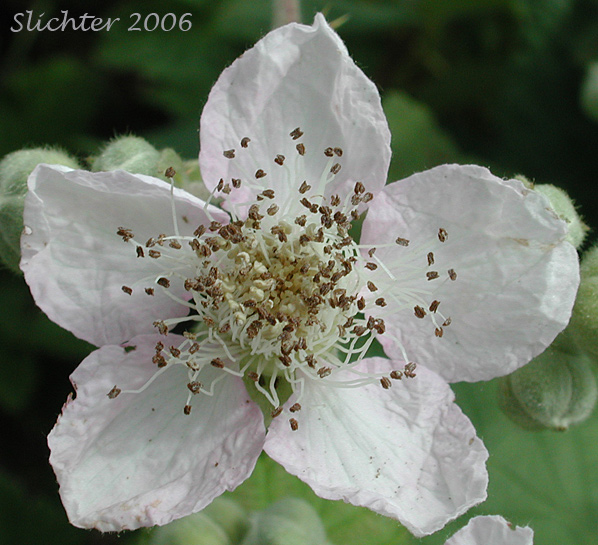 Flower of Himalayan Blackberry: Rubus bifrons (Synonyms: Rubus armeniacus, Rubus discolor, Rubus procerus, Rubus thrysanthus)