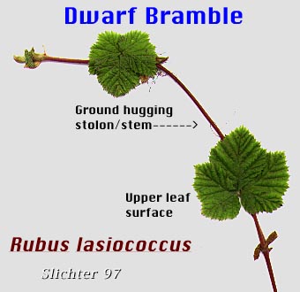 Dwarf Bramble, Roughfruit Berry: Rubus lasiococcus (Synonym: Comarobatia lasiococca)