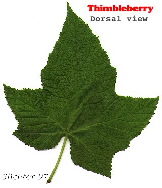 Dorsal leaf surface of Thimbleberry: Rubus parviflorus (Synonyms: Bossekia parviflora, Rubacer parviflorum, Rubus nutkanus, Rubus nutkanus f. lacera, Rubus nutkanus var. nuttallii, Rubus nutkanus var. parviflorus, Rubus nutkanus var. scopulorum, Rubus parviflorus f. nuttallii, Rubus parviflorus var. bifarius, Rubus parviflorus var. fraserianus, Rubus parviflorus var. grandiflorus, Rubus parviflorus var. heteradenius, Rubus parviflorus var. hypomalacus, Rubus parviflorus var. parviflorus, Rubus parviflorus var. parvifolius, Rubus parviflorus var. scopulorum, Rubus parviflorus var. velutinus, Rubus velutinus)