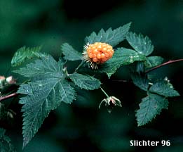 Salmon-colored "berry" Salmonberry: Rubus spectabilis