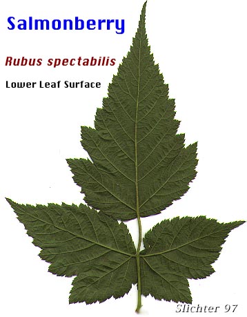 Ventral leaf surface of Salmonberry: Rubus spectabilis