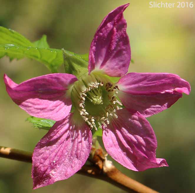 Flower of Salmonberry: Rubus spectabilis (Synonyms: Rubus franciscanus, Rubus spectabilis var. franciscanus, Rubus spectabilis var. spectabilis, Rubus stenopetalus)