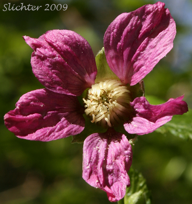 Flower of Salmonberry: Rubus spectabilis (Synonyms: Rubus franciscanus, Rubus spectabilis var. franciscanus, Rubus spectabilis var. spectabilis, Rubus stenopetalus)