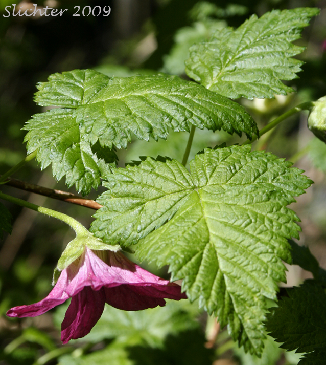 Flower and leaves of Salmonberry: Rubus spectabilis
