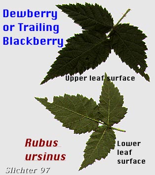 Dewberry, Trailing Blackberry, California Blackberry: Rubus ursinus (Synonyms: Rubus macropetalus, Rubus ursinus var. macropetalous, Rubus ursinus ssp. macropetalus, Rubus ursinus ssp. ursinus, Rubus ursinus var. ursinus, Rubus vitifolius)