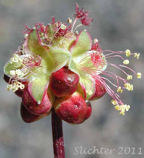Close-up of a flower head of Annual Burnet, Prairie Burnet, Western Burnet: Poteridium occidentale (Synonyms: Poteridium occidentale, Sanguisorba annua, Sanguisorba occidentalis) - Note: This taxon is recognized as Poteridium occidentale in Oregon.