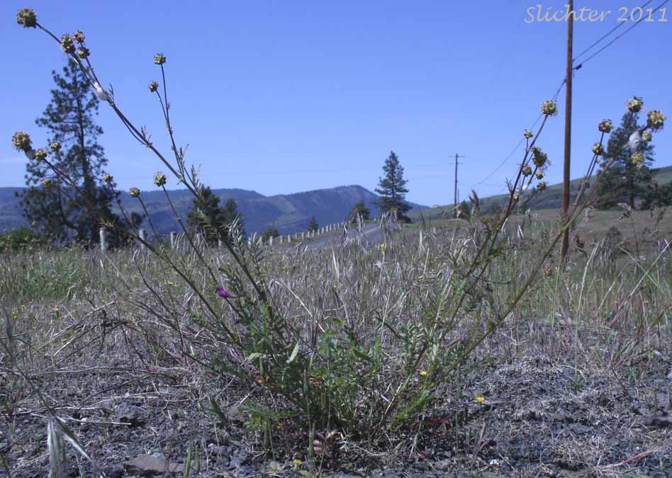 Annual Burnet, Prairie Burnet, Western Burnet: Poteridium occidentale (Synonyms: Poteridium occidentale, Sanguisorba annua, Sanguisorba occidentalis) - Note: This taxon is recognized as Poteridium occidentale in Oregon.