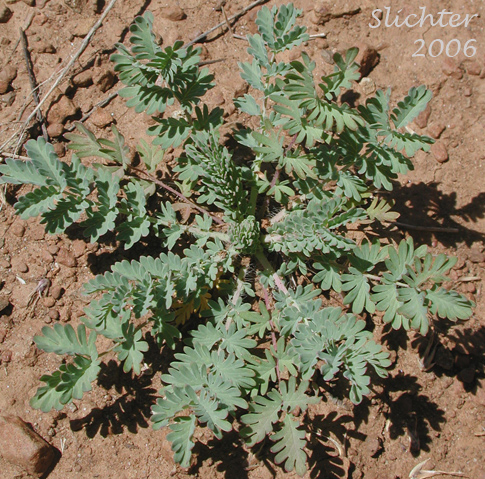 Basal leaf rosette of Annual Burnet, Prairie Burnet, Western Burnet: Poteridium occidentale (Synonyms: Poteridium occidentale, Sanguisorba annua, Sanguisorba occidentalis) - Note: This taxon is recognized as Poteridium occidentale in Oregon.