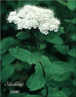 Birch-leaved Spiraea, Shinyleaf Spiraea, Shiny-leaf Spiraea, White Spiraea: Spiraea lucida: (Synonyms: Spiraea betulifolia, Spiraea betulifolia var. lucida)