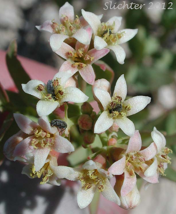 Close-up of the flowers and some pollinators of Pale Bastard Toad-flax: Comandra umbellata var. pallida (Synonyms: Comandra pallida, Comandra umbellata ssp. pallida, Comandra umbellata var. angustifolia, Comandra umbellata var. pallida)
