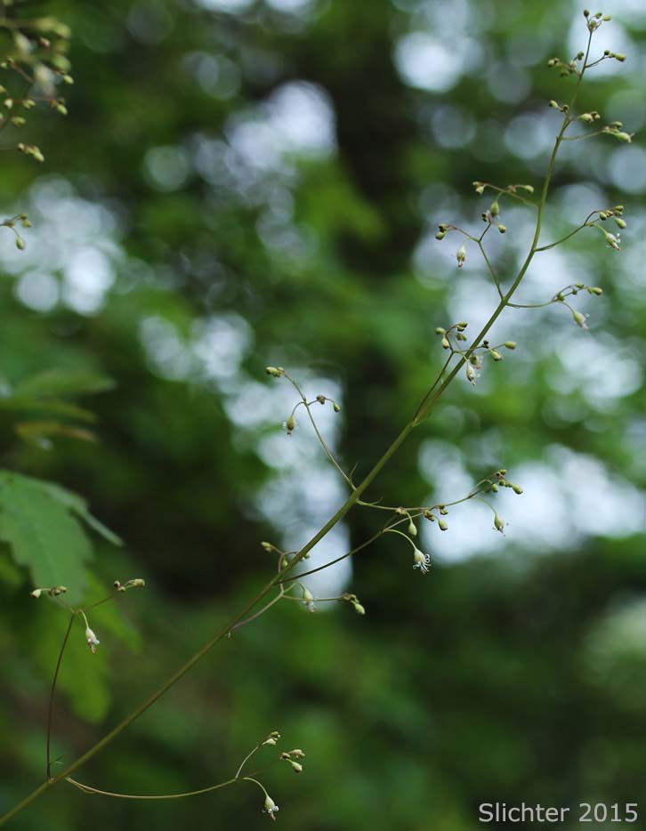 Inflorescence of Crevice Alumroot, Smallflower Alumroot, Small-flowered Alumroot: Heuchera micrantha var. micrantha