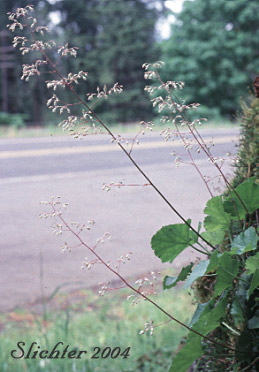 Crevice Alumroot, Smallflower Alumroot, Small-flowered Alumroot: Heuchera micrantha var. micrantha