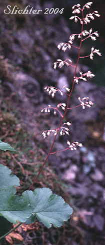 Crevice Alumroot, Smallflower Alumroot, Small-flowered Alumroot: Heuchera micrantha var. micrantha