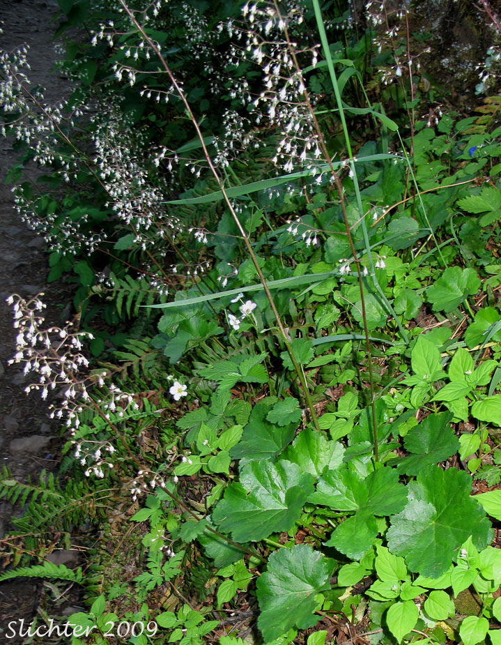 Crevice Alumroot, Small-flowered Alumroot: Heuchera micrantha var. micrantha
