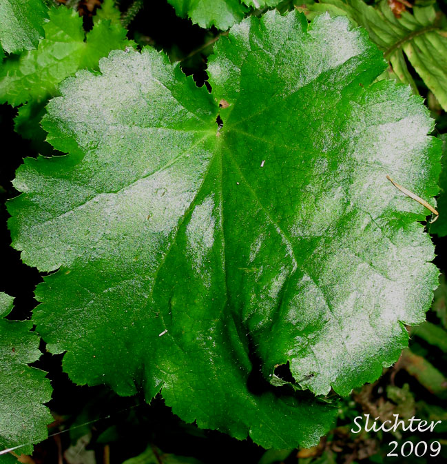 Basal leaf of Crevice Alumroot, Smallflower Alumroot, Small-flowered Alumroot: Heuchera micrantha var. micrantha