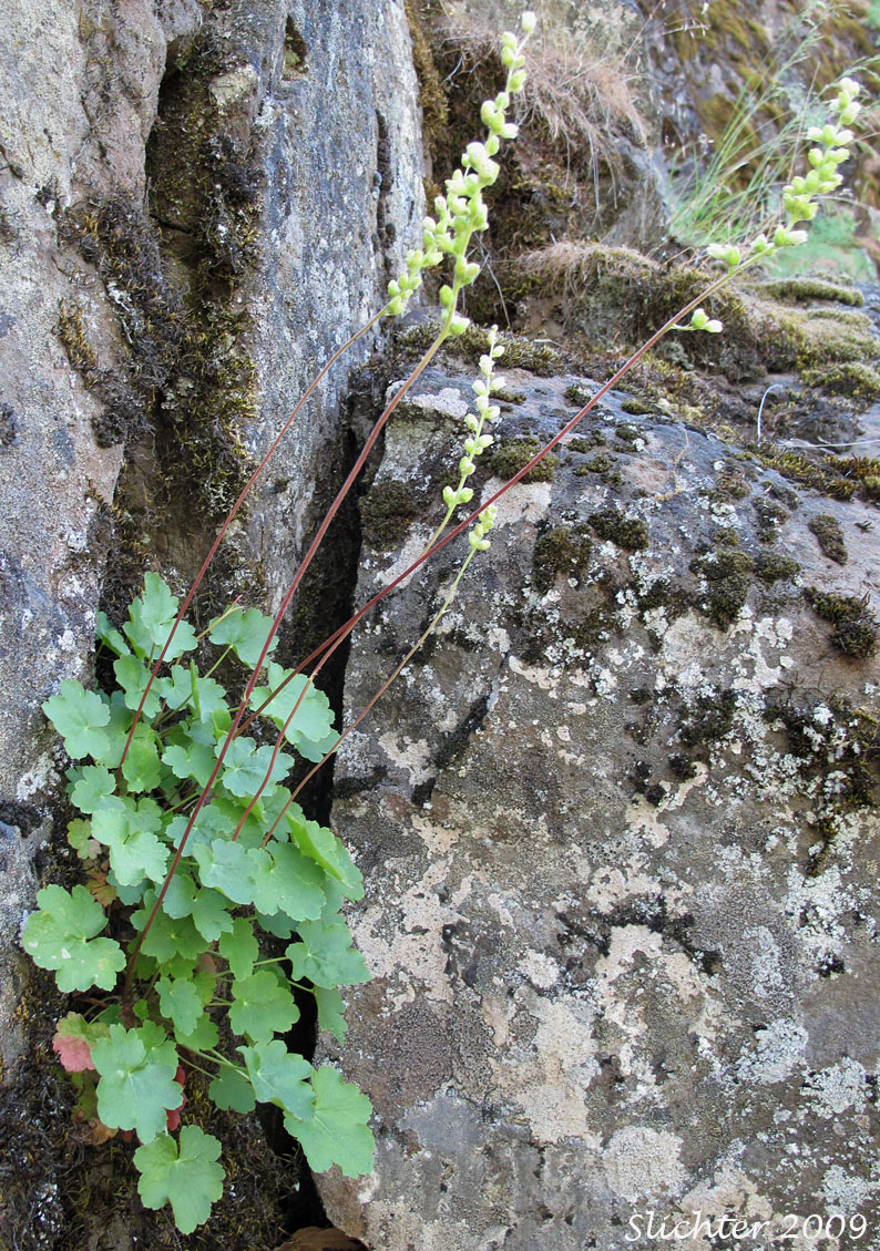 Gooseberryleaved Alumroot, Thin-leaved Alumroot: Heuchera grossulariifolia var. tenuifolia (Synonym: Heuchera tenuifolia)