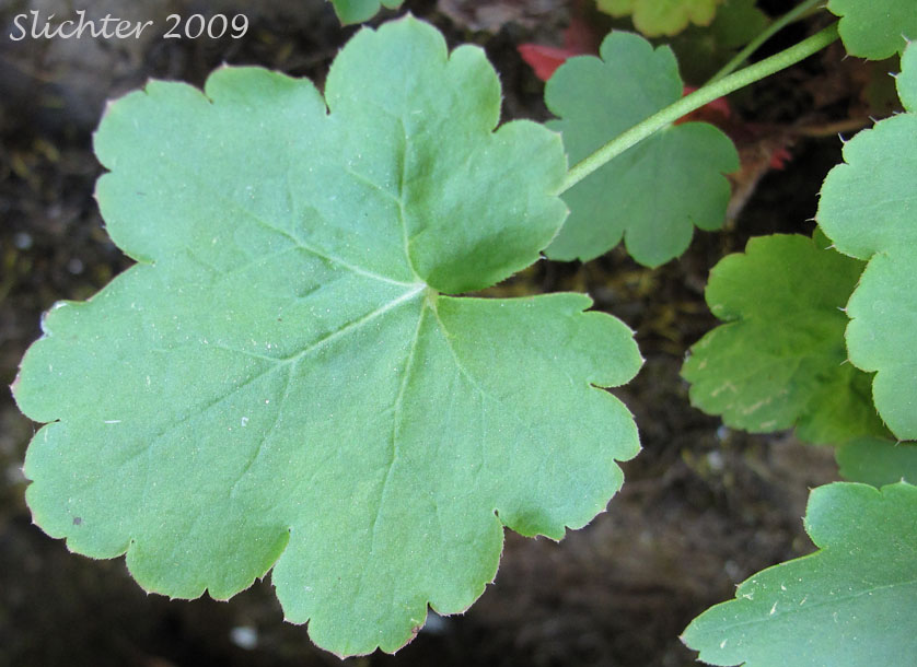 Leaf of Gooseberryleaved Alumroot, Thin-leaved Alumroot: Heuchera grossulariifolia var. tenuifolia (Synonym: Heuchera tenuifolia)
