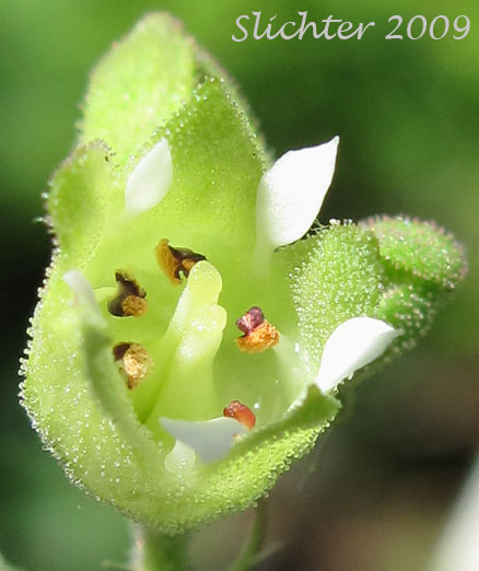 Flower of Gooseberryleaved Alumroot, Thin-leaved Alumroot: Heuchera grossulariifolia var. tenuifolia (Synonym: Heuchera tenuifolia)
