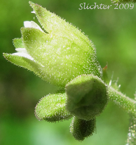 Flower of Gooseberryleaved Alumroot, Thin-leaved Alumroot: Heuchera grossulariifolia var. tenuifolia (Synonym: Heuchera tenuifolia)