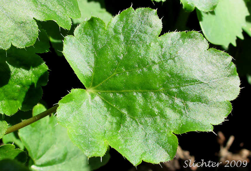 Leaf of Gooseberryleaved Alumroot, Thin-leaved Alumroot: Heuchera grossulariifolia var. tenuifolia (Synonym: Heuchera tenuifolia)