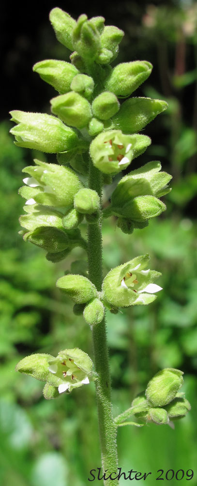 Inflorescence of Gooseberryleaved Alumroot, Thin-leaved Alumroot: Heuchera grossulariifolia var. tenuifolia (Synonym: Heuchera tenuifolia)