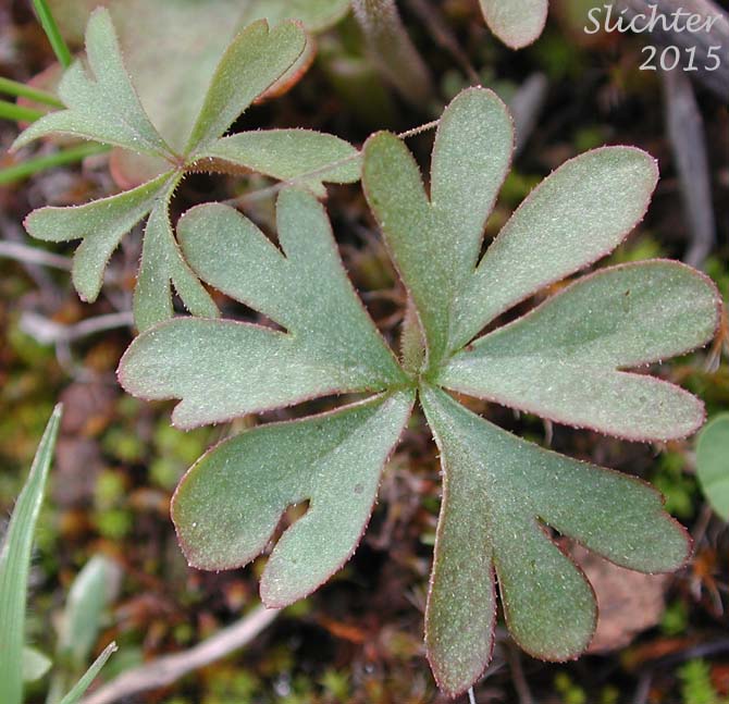 Basal leaf of Bulbiferous Prairie-star, Bulblet Prairie Star, Bulbous Woodland-star, Smooth Prairie Star: Lithophragma glabrum (Synonym: Lithophragma bulbifera, Lithophragma bulbiferum, Lithophragma glabra, Lithophragma glabrum var. bulbiferum, Lithophragma glabrum var. ramulosum, Lithophragma tenellum var. floridum, Tellima bulbifera, Tellima glabra)