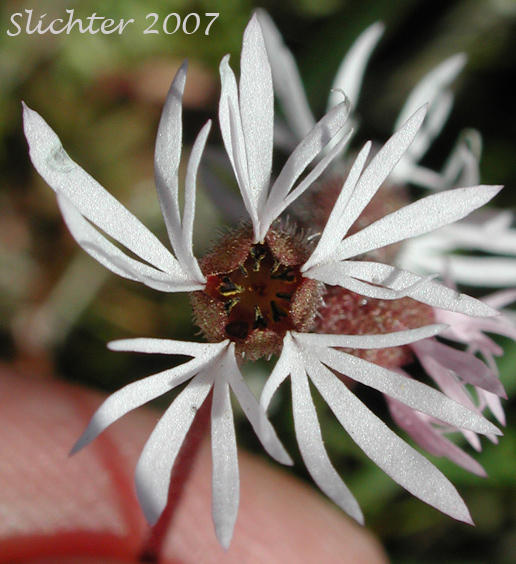 Flower of Smooth Prairie Star: Lithophragma glabrum (Synonym: Lithophragma bulbifera, Lithophragma bulbiferum, Lithophragma glabra, Lithophragma glabrum var. bulbiferum, Lithophragma glabrum var. ramulosum, Lithophragma tenellum var. floridum, Tellima bulbifera, Tellima glabra)