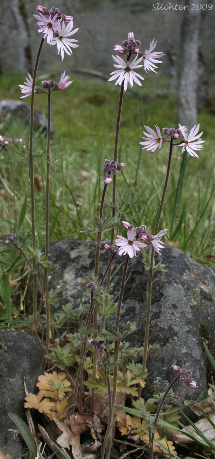 Small-flowered Prairie Star, Small-flowered Woodland-star: Lithophragma parviflorum var. parviflorum (Synonyms: Lithophragma parviflora, Lithophragma parviflorum)