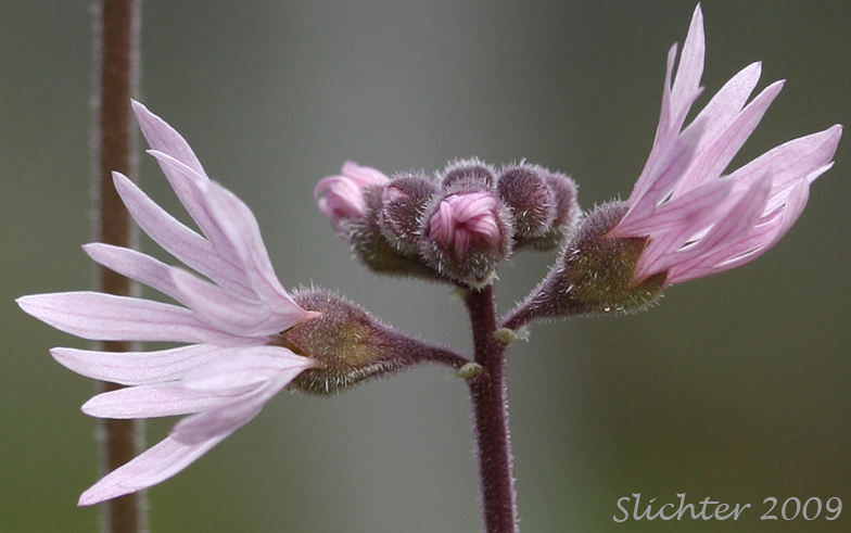 Close-up of the calyces of Small-flowered Prairie Star, Small-flowered Woodland-star: Lithophragma parviflorum var. parviflorum (Synonyms: Lithophragma parviflora, Lithophragma parviflorum)