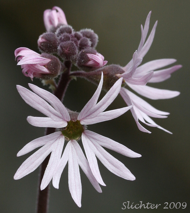 Flower of Small-flowered Prairie Star, Small-flowered Woodland-star: Lithophragma parviflorum var. parviflorum (Synonyms: Lithophragma parviflora, Lithophragma parviflorum)