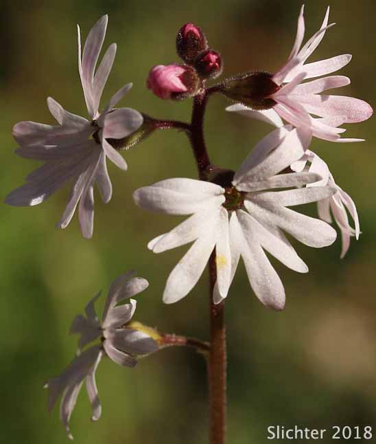 Inflorescence of Small-flowered Prairie Star, Small-flowered Woodland-star: Lithophragma parviflorum var. parviflorum (Synonyms: Lithophragma parviflora, Lithophragma parviflorum)