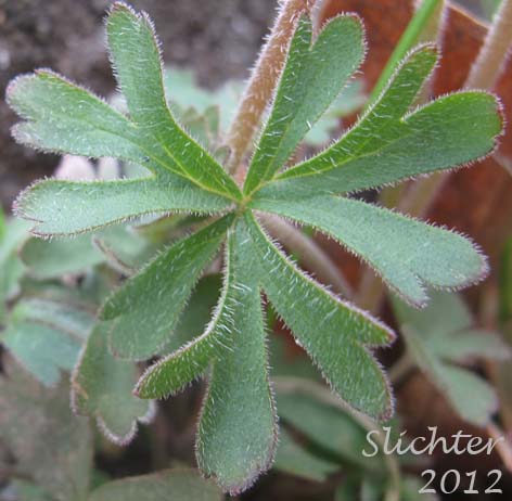 A basal leaf of Small-flowered Prairie Star, Small-flowered Woodland-star: Lithophragma parviflorum var. parviflorum (Synonyms: Lithophragma parviflora, Lithophragma parviflorum)