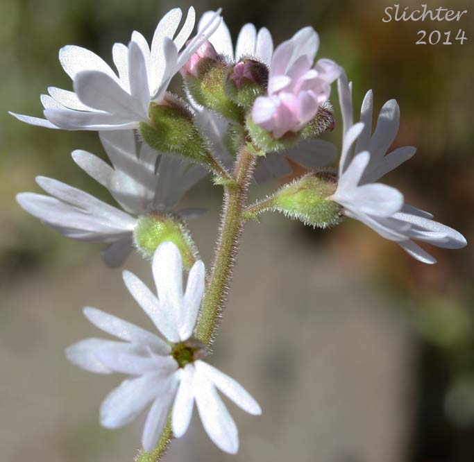 Inflorescence of Small-flowered Prairie Star, Small-flowered Woodland-star: Lithophragma parviflorum var. parviflorum (Synonyms: Lithophragma parviflora, Lithophragma parviflorum)