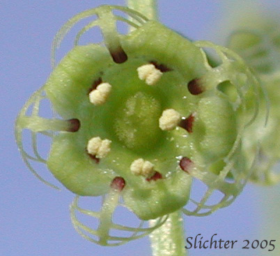 The flower of leafy-stem mitrewort (Mitellastra caulescens)