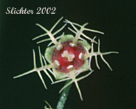 Flower of Alpine Mitrewort, Five-stamen Bishop's-cap, Fivestamen Mitrewort, Five-stamen Mitrewort: Pectiantia pentandra (Synonym: Mitella pentandra)