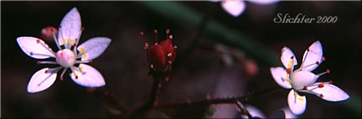 Rusty Saxifrage: Saxifraga ferruginea var. macounii