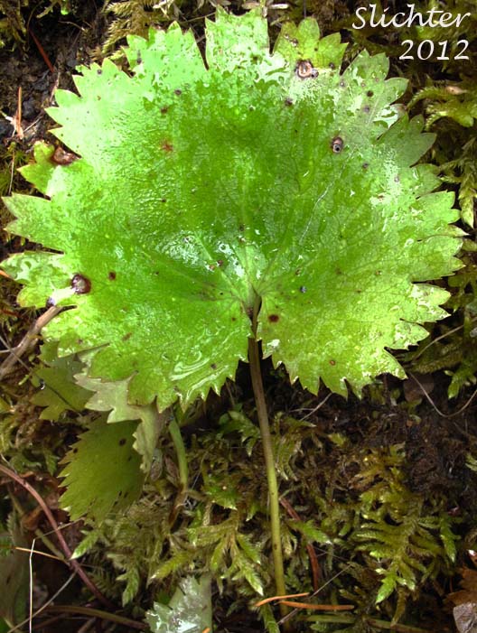 Basal leaf of Merten's Saxifrage, Wood Saxifrage, Woodland Saxifrage: Saxifraga mertensiana (Synonym: Saxifraga mertensiana var. eastwoodiae)